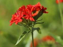 Lichtnelke, Brennende Liebe -Günstiges Erd Seele Geschäft lichtnelke brennende liebe m012439 w 4