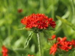 Lichtnelke, Brennende Liebe -Günstiges Erd Seele Geschäft lichtnelke brennende liebe m012439 w 6