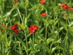 Lichtnelke, Brennende Liebe -Günstiges Erd Seele Geschäft lichtnelke brennende liebe m012439 w 7