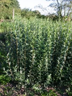 Gemeiner Liguster / Gewöhnlicher Liguster -Günstiges Erd Seele Geschäft liguster vulgare gemeiner liguster m001886 w 0