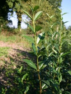 Gemeiner Liguster / Gewöhnlicher Liguster -Günstiges Erd Seele Geschäft liguster vulgare gemeiner liguster m001886 w 1