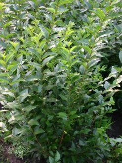 Gemeiner Liguster / Gewöhnlicher Liguster -Günstiges Erd Seele Geschäft liguster vulgare gemeiner liguster m001886 w 2