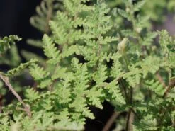 Lippenfarn -Günstiges Erd Seele Geschäft lippenfarn m058123 w 0