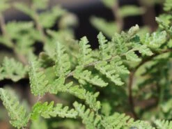 Lippenfarn -Günstiges Erd Seele Geschäft lippenfarn m058123 w 2