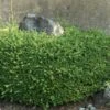Löffel-Ilex / Japanischer Ilex 'Convexa' -Günstiges Erd Seele Geschäft loeffel ilex japanischer ilex convexa m002070 h 0
