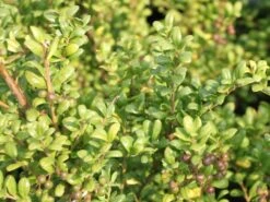 Löffel-Ilex / Japanischer Ilex 'Convexa' -Günstiges Erd Seele Geschäft loeffel ilex japanischer ilex convexa m002070 w 0