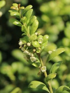 Löffel-Ilex / Japanischer Ilex 'Convexa' -Günstiges Erd Seele Geschäft loeffel ilex japanischer ilex convexa m002070 w 2