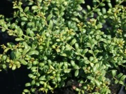 Löffel-Ilex / Japanischer Ilex 'Convexa' -Günstiges Erd Seele Geschäft loeffel ilex japanischer ilex convexa m002070 w 4