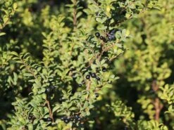 Löffel-Ilex / Japanischer Ilex 'Convexa' -Günstiges Erd Seele Geschäft loeffel ilex japanischer ilex convexa m002070 w 5