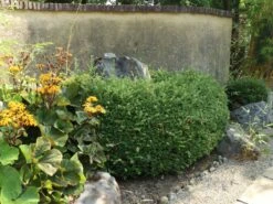 Löffel-Ilex / Japanischer Ilex 'Convexa' -Günstiges Erd Seele Geschäft loeffel ilex japanischer ilex convexa m002070 w 6