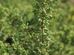 Löffel-Ilex / Japanischer Ilex 'Convexa' -Günstiges Erd Seele Geschäft loeffel ilex japanischer ilex convexa m002070 w 7