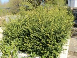 Löffel-Ilex / Japanischer Ilex 'Convexa' -Günstiges Erd Seele Geschäft loeffel ilex japanischer ilex convexa m002070 w 8