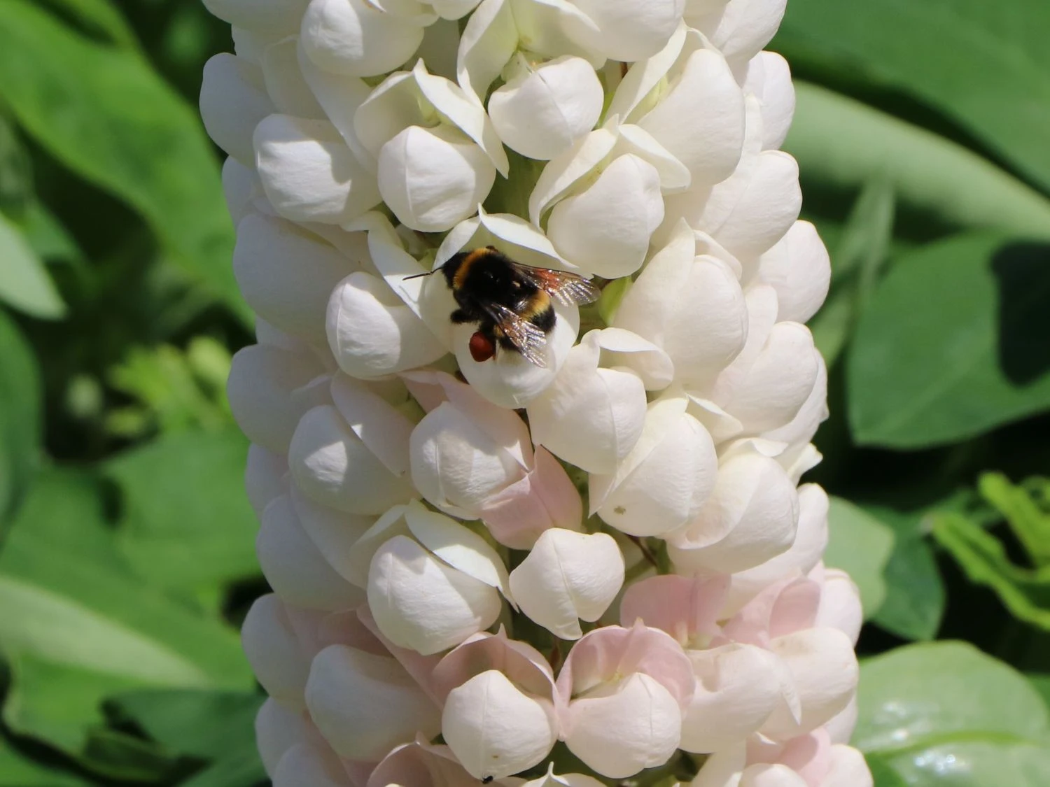 Lupine Westcountry 'Polar Princess' 8 Lupine Westcountry 'Polar Princess' – Bild 6