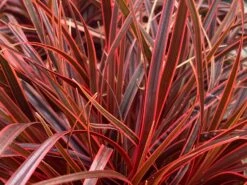 Mahagonigras 'Everflame'