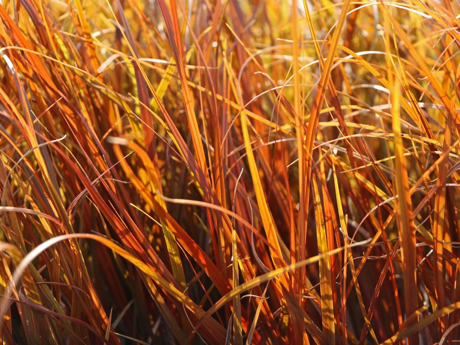 Mahagonigras 3 Mahagonigras