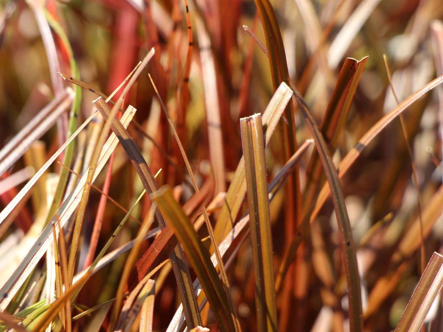 Mahagonigras 7 Mahagonigras – Bild 5