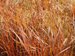 Mahagonigras 8 Mahagonigras -Günstiges Erd Seele Geschäft mahagonigras m060675 w 1