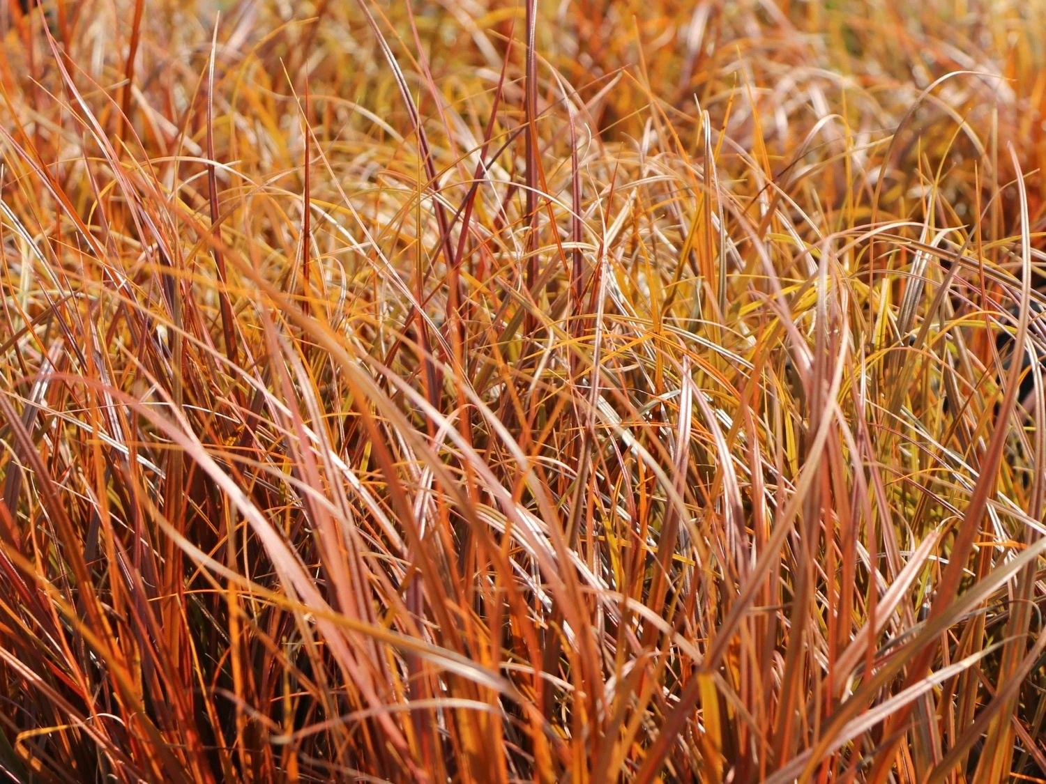 Mahagonigras 4 Mahagonigras – Bild 2