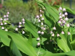 Maiglöckchen 'Rosea' -Günstiges Erd Seele Geschäft maigloeckchen rosea m058273 w 0