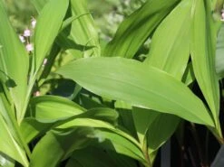 Maiglöckchen 'Rosea' -Günstiges Erd Seele Geschäft maigloeckchen rosea m058273 w 1