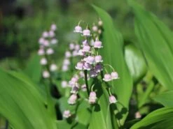 Maiglöckchen 'Rosea' -Günstiges Erd Seele Geschäft maigloeckchen rosea m058273 w 2