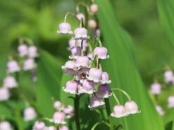 Maiglöckchen 'Rosea' -Günstiges Erd Seele Geschäft maigloeckchen rosea m058273 w 3
