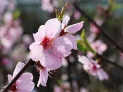 Mandel 'Mandelkönigin' -Günstiges Erd Seele Geschäft mandel mandelkoenigin m113693 w 0