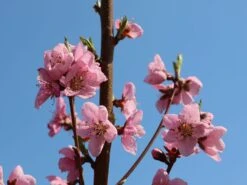 Mandel 'Mandelkönigin' -Günstiges Erd Seele Geschäft mandel mandelkoenigin m113693 w 2