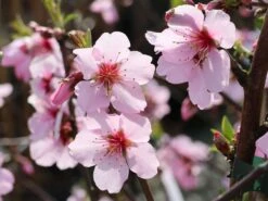 Mandel 'Mandelkönigin' -Günstiges Erd Seele Geschäft mandel mandelkoenigin m113693 w 3