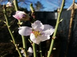 Mandel 'Säulenmandel' -Günstiges Erd Seele Geschäft mandel saeulenmandel m103387 1236719 0