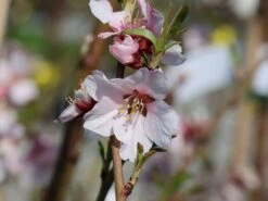 Mandel 'Säulenmandel' -Günstiges Erd Seele Geschäft mandel saeulenmandel m103387 w 0