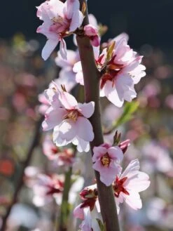 Mandel 'Säulenmandel' -Günstiges Erd Seele Geschäft mandel saeulenmandel m103387 w 1