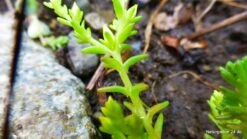 Milder Mauerpfeffer -Günstiges Erd Seele Geschäft milder mauerpfeffer m011262 796006 0