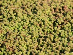 Milder Mauerpfeffer -Günstiges Erd Seele Geschäft milder mauerpfeffer m011262 w 0