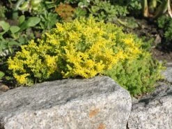 Milder Mauerpfeffer -Günstiges Erd Seele Geschäft milder mauerpfeffer m011262 w 1