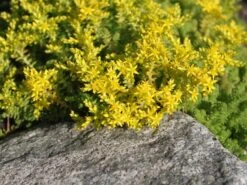 Milder Mauerpfeffer -Günstiges Erd Seele Geschäft milder mauerpfeffer m011262 w 2