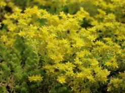 Milder Mauerpfeffer -Günstiges Erd Seele Geschäft milder mauerpfeffer m011262 w 4