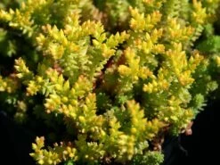 Milder Mauerpfeffer -Günstiges Erd Seele Geschäft milder mauerpfeffer m011262 w 5