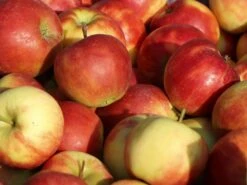 Ministämmchen Apfel 'Elstar'