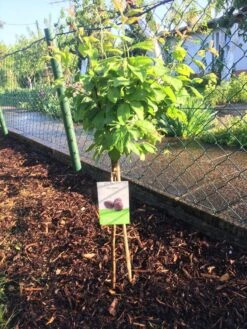 Ministämmchen Pflaume / Zwetsche 'Jojo' ® -Günstiges Erd Seele Geschäft ministaemmchen pflaume zwetsche jojo m007981 871159 0