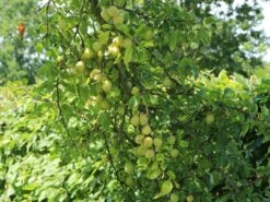 Mirabelle 'Bellamira' -Günstiges Erd Seele Geschäft mirabelle bellamira m054313 w 0