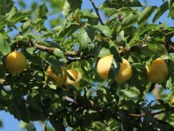 Mirabelle 'Bellamira' -Günstiges Erd Seele Geschäft mirabelle bellamira m054313 w 1