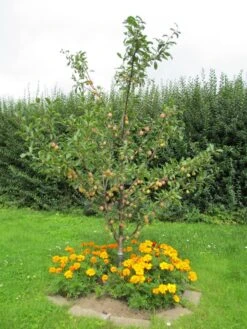 Mirabelle 'Bellamira' -Günstiges Erd Seele Geschäft mirabelle bellamira s m054313 193676 0