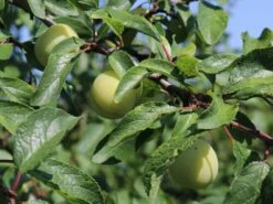 Mirabelle 'Bellamira' -Günstiges Erd Seele Geschäft mirabelle bellamira s m054313 w 0