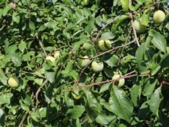 Mirabelle 'Bellamira' -Günstiges Erd Seele Geschäft mirabelle bellamira s m054313 w 1