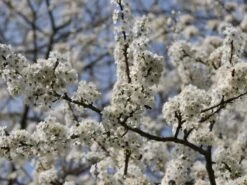 Mirabelle 'Bellamira' -Günstiges Erd Seele Geschäft mirabelle bellamira s m054313 w 3