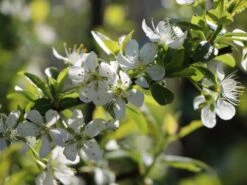 Mirabelle 'Bellamira' -Günstiges Erd Seele Geschäft mirabelle bellamira s m054313 w 5