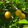 Mirabelle 'Miragrande' (S) -Günstiges Erd Seele Geschäft mirabelle miragrande s m102392 h 0