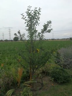 'Mirabelle Von Nancy', 'Doppelte Mirabelle' -Günstiges Erd Seele Geschäft mirabelle von nancy doppelte mirabelle m000546 947791 0