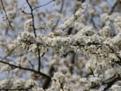 'Mirabelle Von Nancy', 'Doppelte Mirabelle' -Günstiges Erd Seele Geschäft mirabelle von nancy doppelte mirabelle m000546 w 2